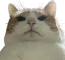 :Chatproprietaire: