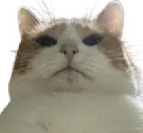 :Chatproprietaire: