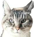 :ChatAnnapurna: