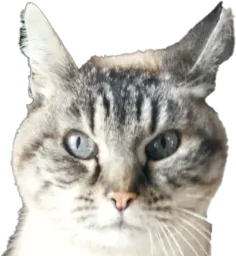 :ChatAnnapurna:
