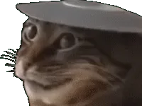 :CatPlate: