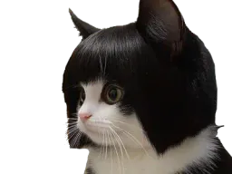 :Chat_cheveux1: