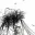 Photo de profil de Knochen