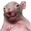:rat_monstre_nu: