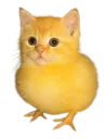 :pusscat: