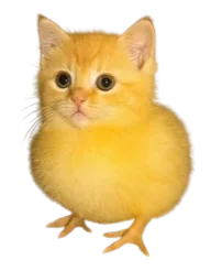 :pusscat: