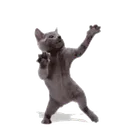 :miaouste: