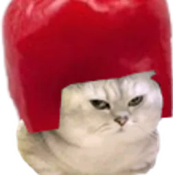 :Chat_piment_2: