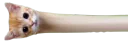 :longcou: