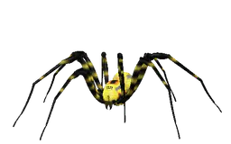 :spider-gif: