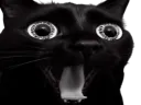 :chat_tarax: