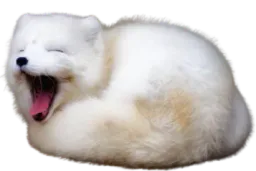 :foxbaille: