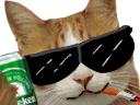 :Osef_cat: