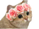 :chat_fleurs: