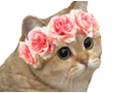:chat_fleurs: