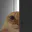 Photo de profil de ChatMeprisant