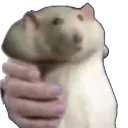 :Ratto: