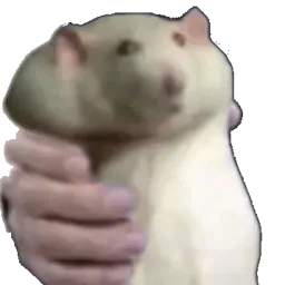:Ratto: