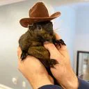 :Peanut_cowboy: