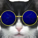 PetitChatQuiPue