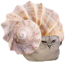 :ChatCoquillageSpirale: