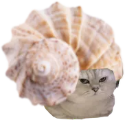 :ChatCoquillageSpirale: