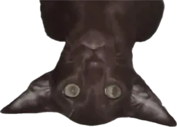 :Chat_Gobelin_retourne: