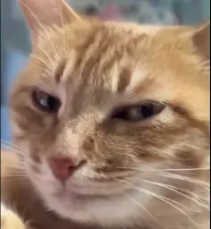 :chat_smile: