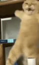 :Chat_yuyu: