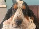 :BassetHound: