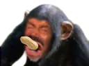 :Singe_cacahuete: