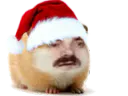 :hamster_noel: