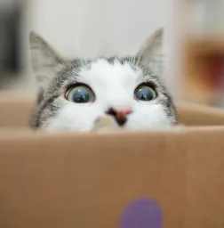 :Chat_copain: