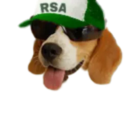 :chien_rsa_casquette: