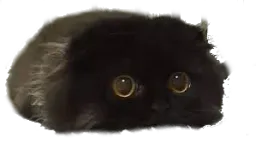 :chat_poti: