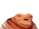 :avort: