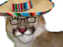 :lynx-sombrero: