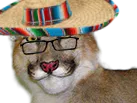 :lynx-sombrero: