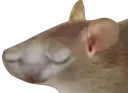 :nion: