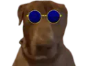 :Teddi-lunettes:
