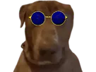 :Teddi-lunettes: