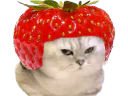 :chatbrushingfraise: