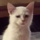 Zamkya