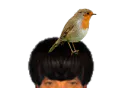 :Rouge_gorge: