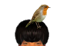 :Rouge_gorge: