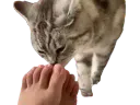 :Chat_lick_feet: