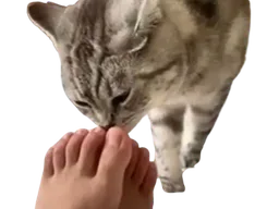 :Chat_lick_feet: