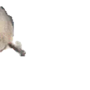 :phoque_boing: