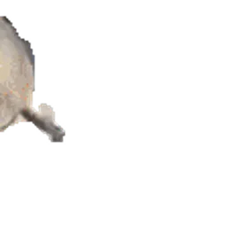 :phoque_boing: