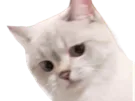 :Cringecat:
